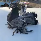 زوج رقاص