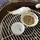 البيع