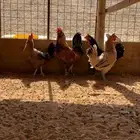 دجاج بلدي بياض