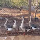 وز عراقي صافي