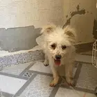 كلب مالتيز للبيع