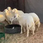 بهم