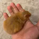 هامستر الليف جدا