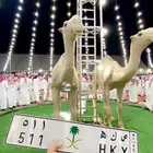 لوحة 511 رمز عتيبه الهيلا معها هدية