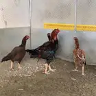 دجاج بكستاني