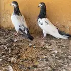 حمام للبيع الموقع حقل