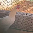 دجاج فيومي ألمنيوم