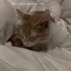 للتبني