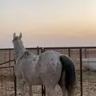 خيل عربي