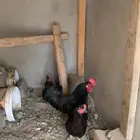 ديك ودجاجتين اسود صك