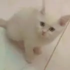 قط للبيع عمروا شهرين منزلي