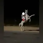 خيل واهو