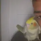 تم البيع