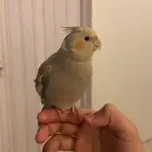 زوج كروان هدد داخلي