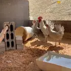 دجاج بياض شرط