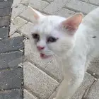 قط بعيون زرقاء من المتوقع انه حق بيوت