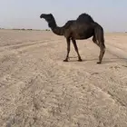 ناقة ل البيع