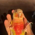 كنيور اناناس أليف ومتكلم ما شاء الله