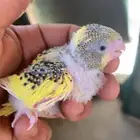 فرخ بادجي هولندي