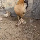 دجاجه مفرخه. تم البيع