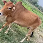 بقر