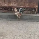 للبيع دجاجه وديك