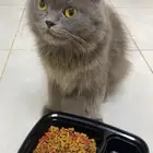 قطه شرازيه للتبني