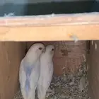 تم البيع
