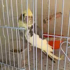 ذكر كروان انتاج