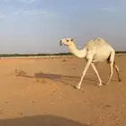 بكره عليانيه