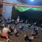 ديكه للبيع