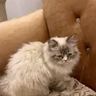 قطه للبيع