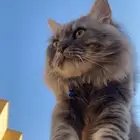 قط ذكر للتزاوج