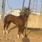 من يبغا المهر الكفو موجود