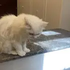 قطه للبيع