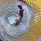 سمكه فايتر واكلها