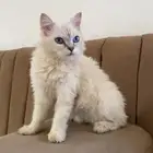 قط شيرازي للبيع