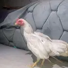 قزم زوج العمر 6 شهور