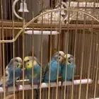 طيور حب زوجين