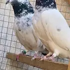 حمام باكستاني