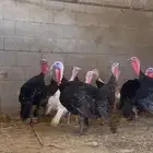 دجاج رومي