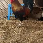 ديك احمر تراثي بلدي