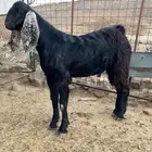 تيس مشروع فحل