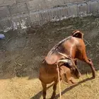 جفير شحم للبيع