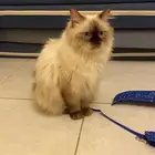قطوه هملايا انثى للبيع