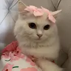 قطه للبيع