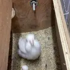 زوج روز منتج