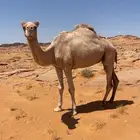 ذلول طيبه حايل للبيع