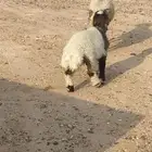 نعيمية مطفل