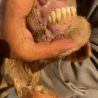 نعجه للبيع